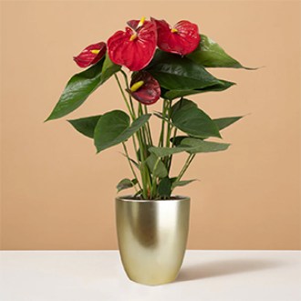 The Sill Red Anthurium