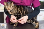 are over the counter cat dewormers safe?