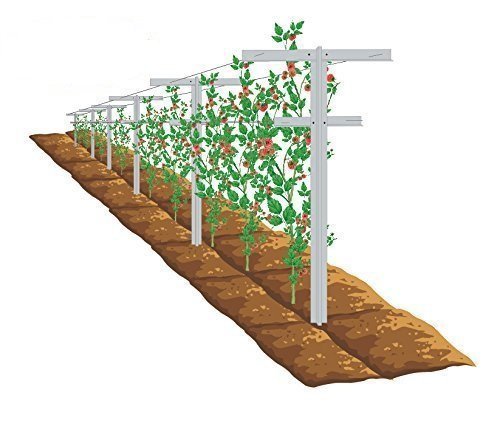 EcoTrellis Raspberry/Vineyard Trellis and Stake, 7 ft. center post with 2 arms - 3 ft. and 2.5 ft.  (Pack of 2)