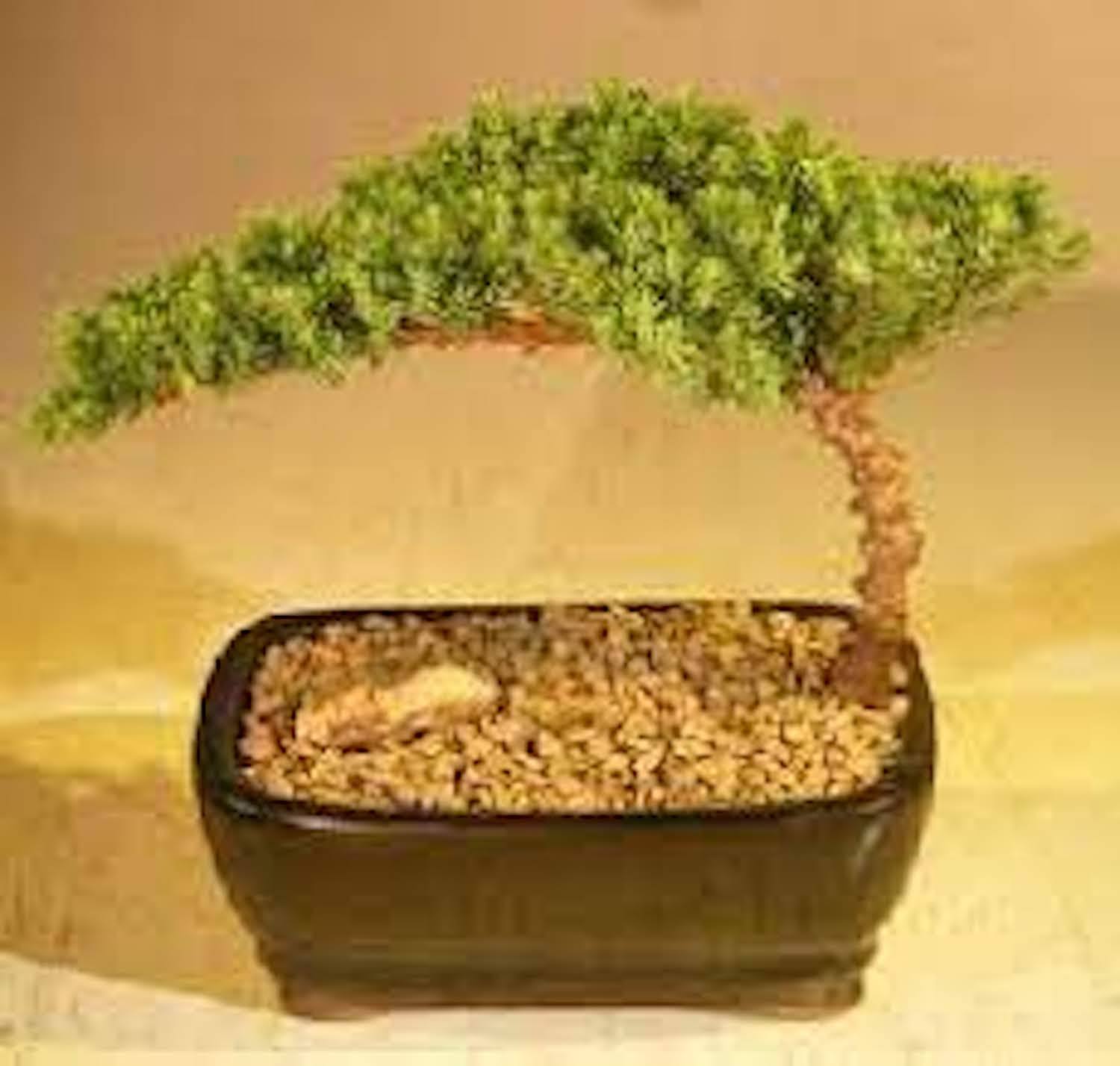 Bonsai Boy Juniper Bonsai Tree
Complete Starter Kit
