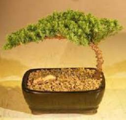 Bonsai Boy