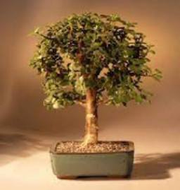 Bonsai Boy